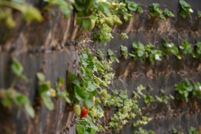 Vertical strawberry farm highlighting space-efficient growing methods.