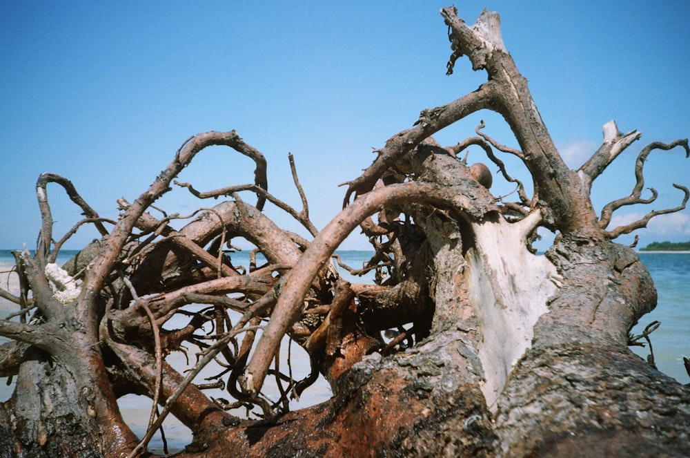 driftwood