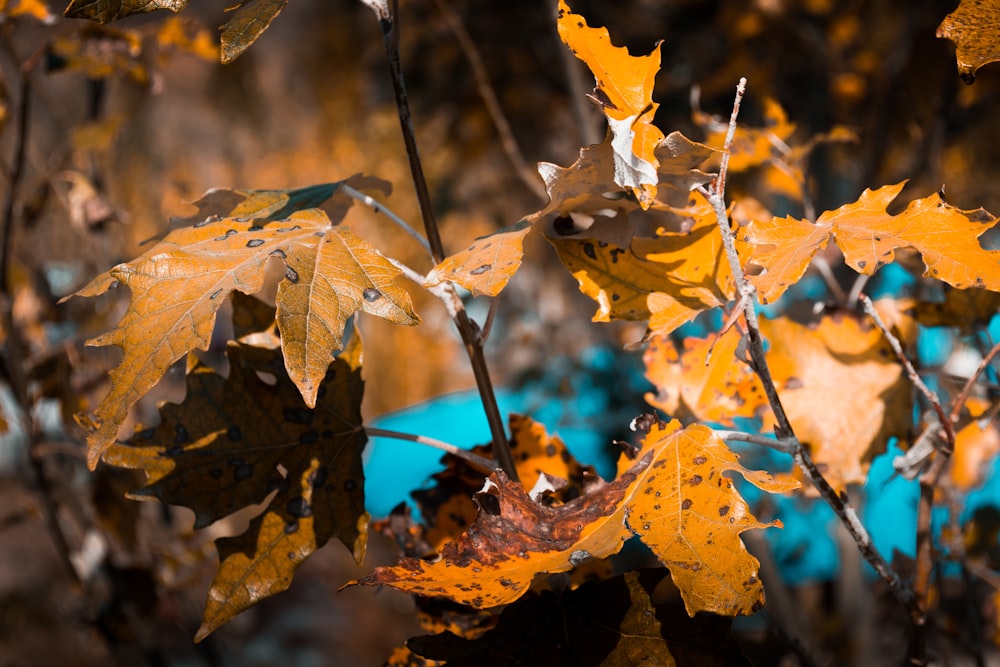 brown leaves