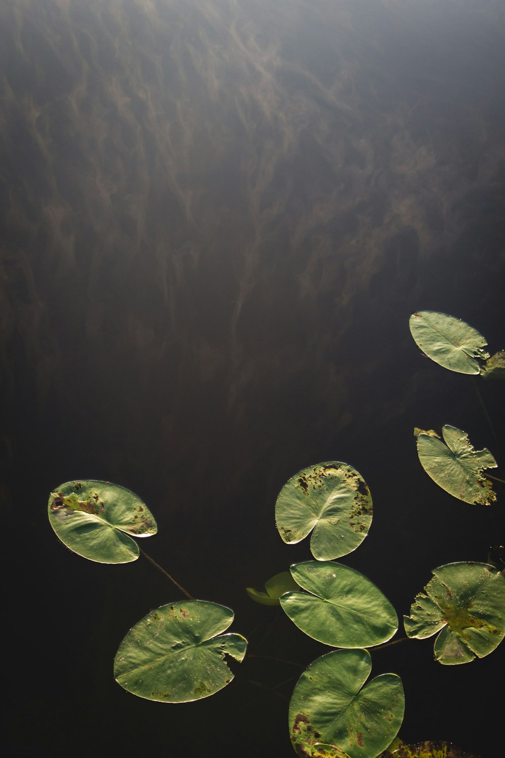 green lily pads on body of water