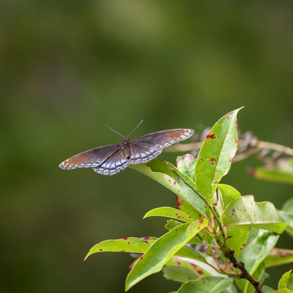 brown monarch butterfly perched in green leaf