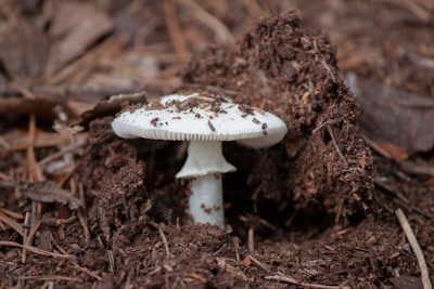close-up photography of white mushroom kings zoom background