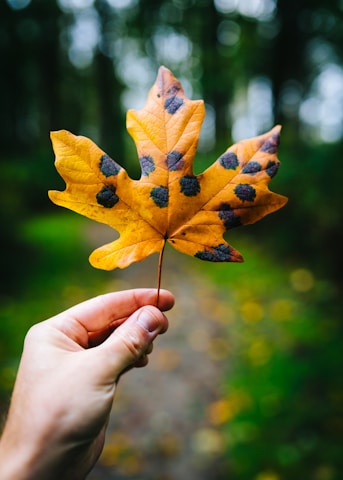 A hand is holding a maple leaf with a lush green forest in the background. The leaf is yellow with black spots, indicating a change in season or leaf disease.