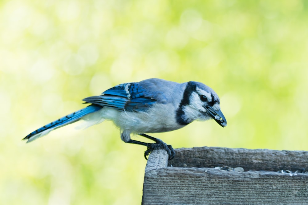 青と白の鳥