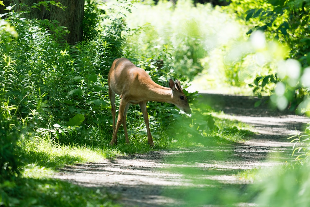 brown deer