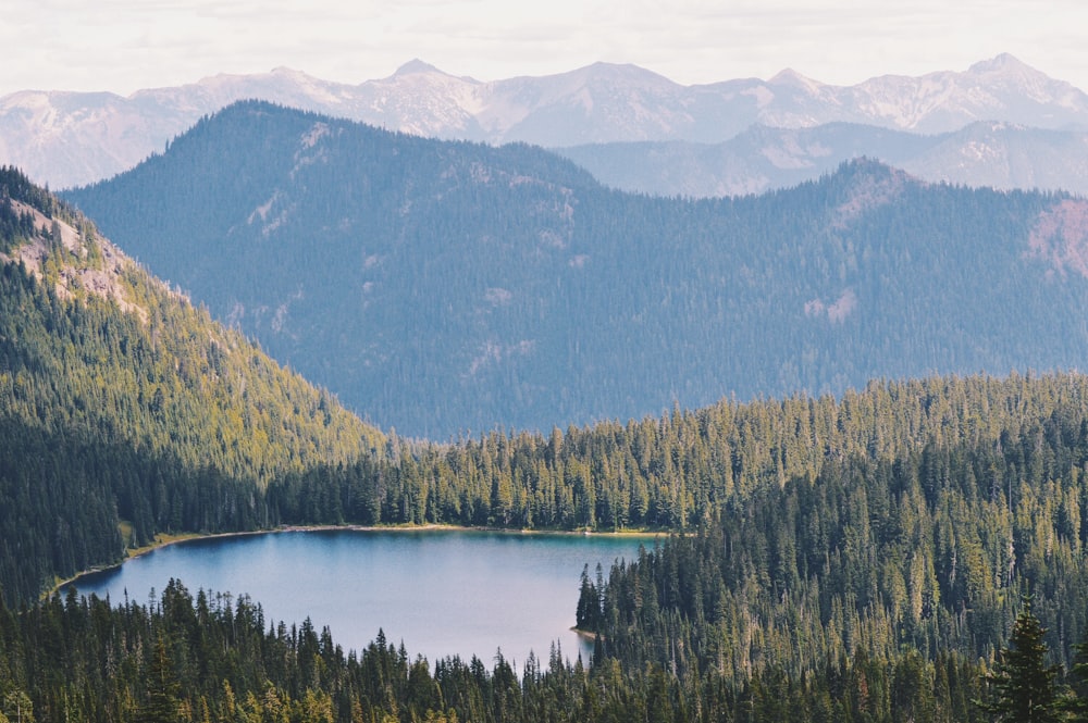 body of water surrounded by trees