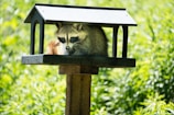 A technician gently installing a humane raccoon trap in a Toronto backyard at dusk.
