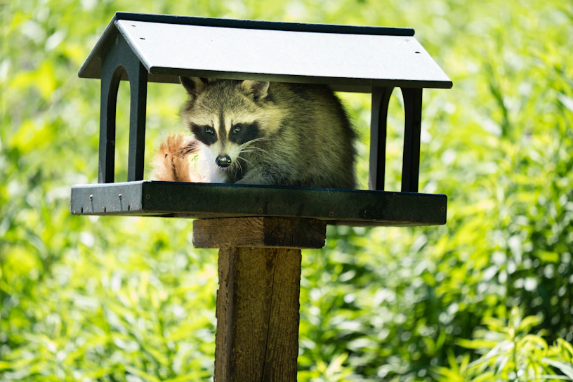 Technician carefully sealing entry points to prevent raccoon access in a suburban home.