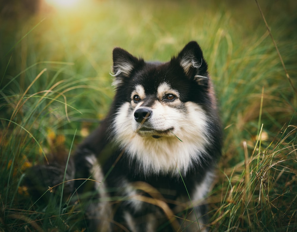 medium-coated black-and-white dog near grass during daytime