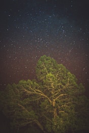 A serene tree with glowing roots intertwined with mystical symbols under a starry night sky.