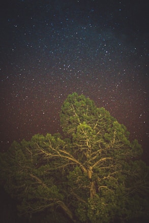 A serene tree with glowing roots intertwined with mystical symbols under a starry night sky.