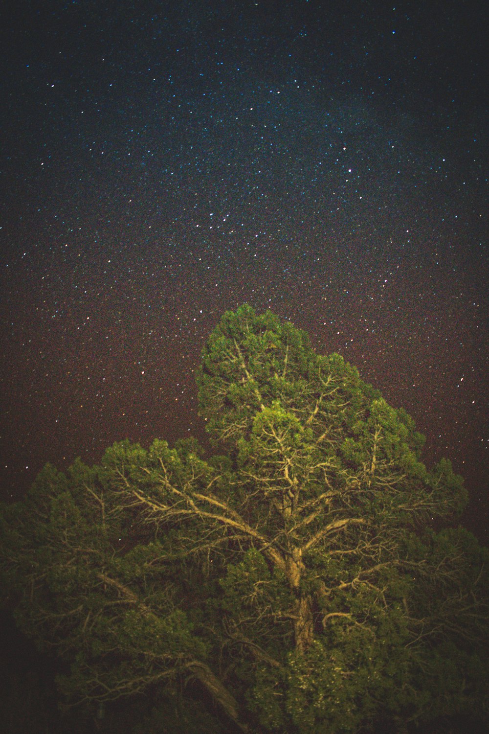 árbol de hoja verde