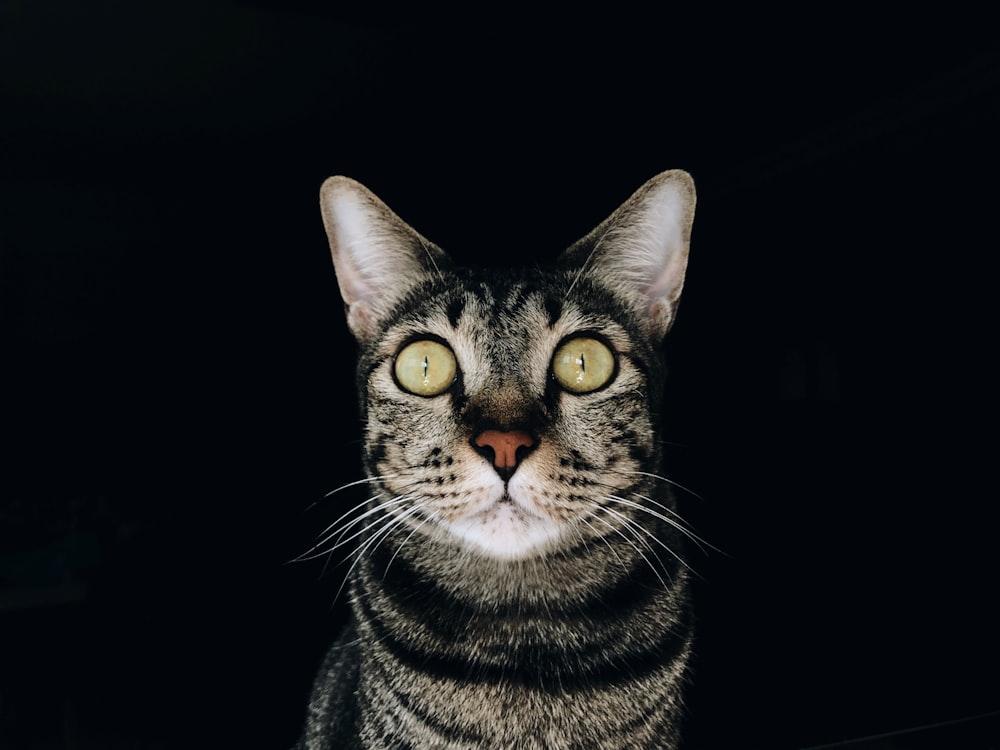 closeup photography of brown tabby cat