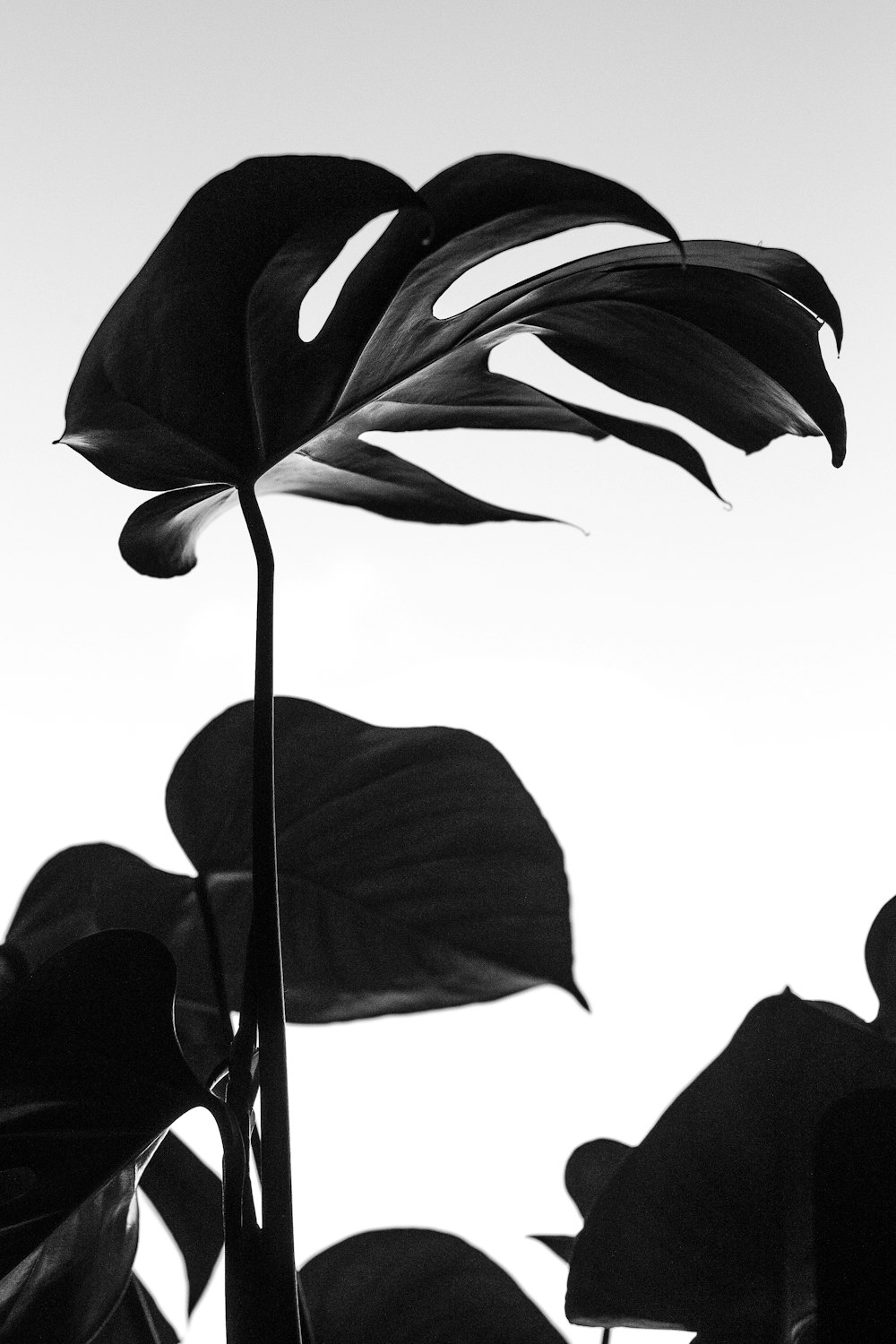 Schwarze Pflanze
