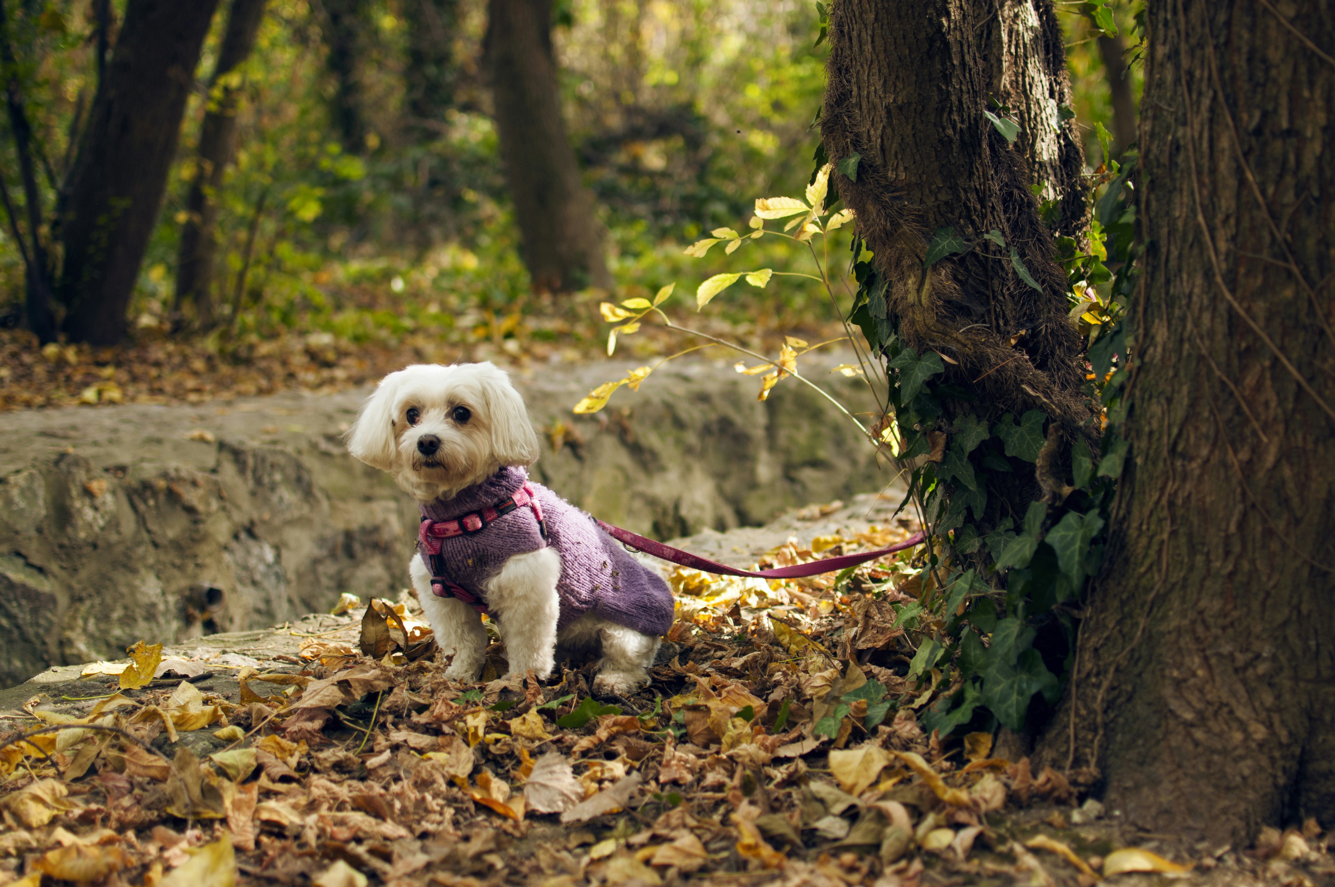 Suéter de otoño