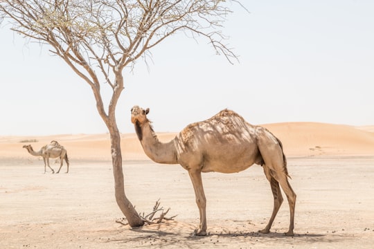 brown camel near bare tree at desert during daytime in Dubai United Arab Emirates