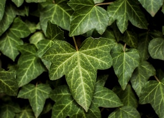 shallow focus of leaves