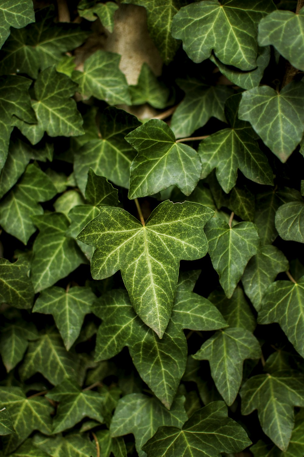 shallow focus of leaves