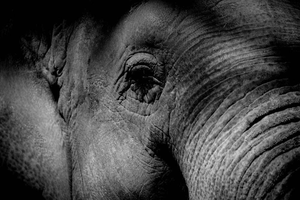 Fotografía de primer plano del elefante gris