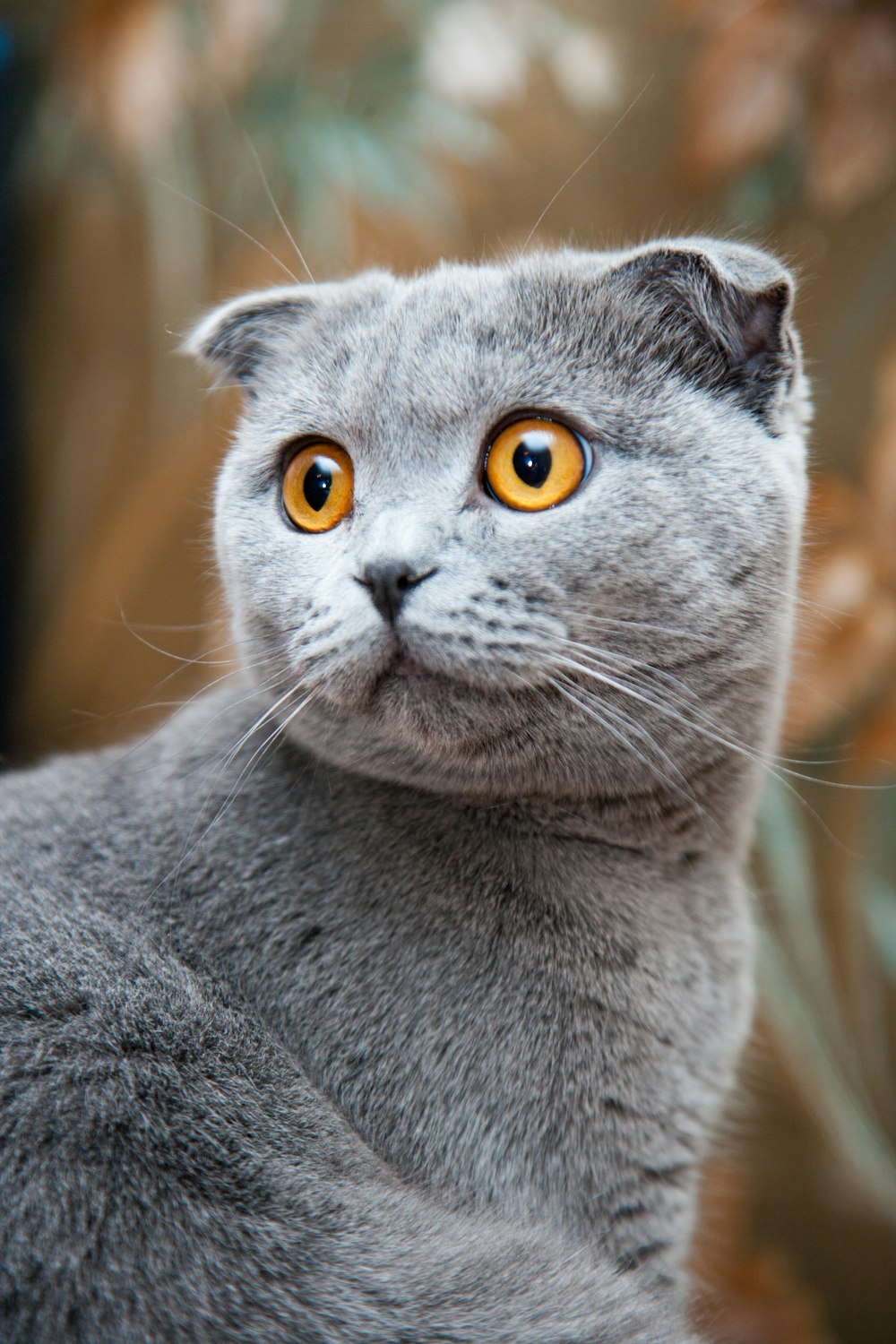 gray cat shallow focus