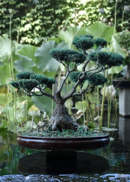 A bonsai tree with a thick trunk and lush, green foliage sits in a round, shallow pot. The background features large, blurred leaves and a natural setting, giving a serene and peaceful atmosphere.