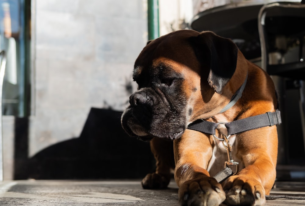 Short Haired Brown Dog With Black Harness Photo Free Plaza