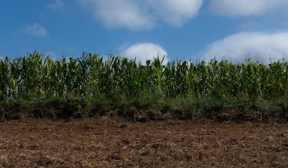 green corn field