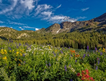 A serene image of a national park filled with vibrant wildflowers.