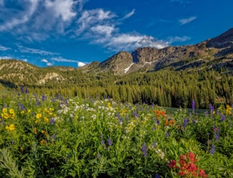 A serene image of a national park filled with vibrant wildflowers.