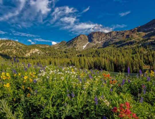 green-leafed plants in Alta Ski Area United States