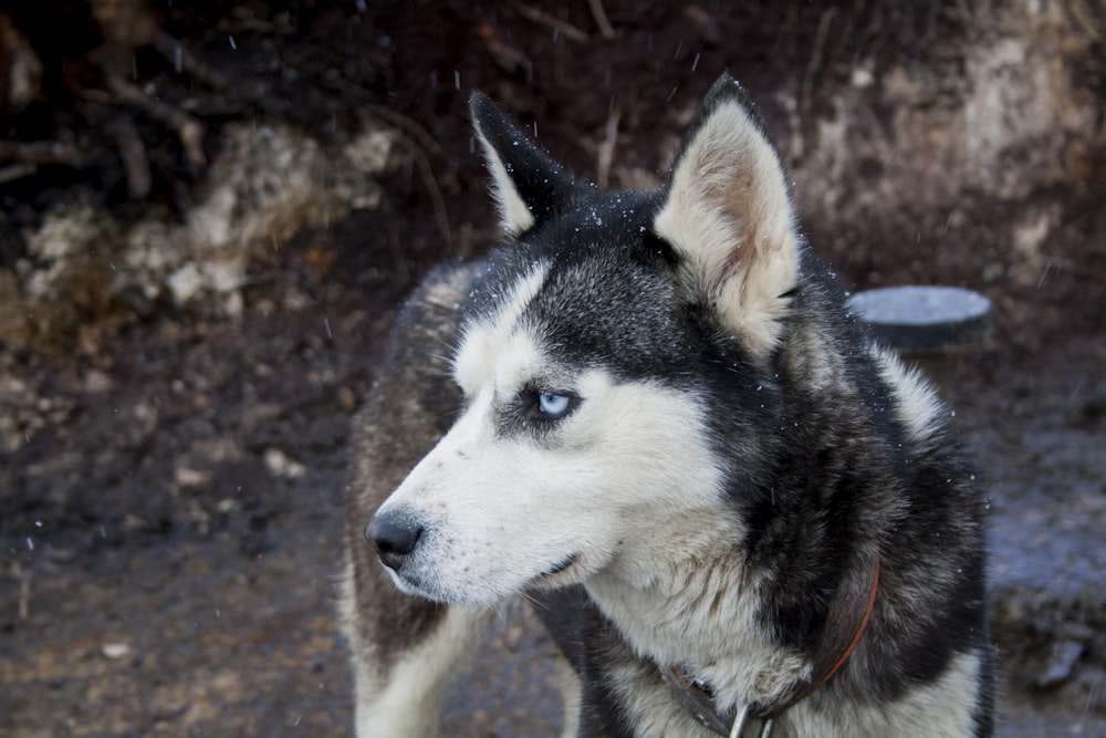 white and black Siberian husky