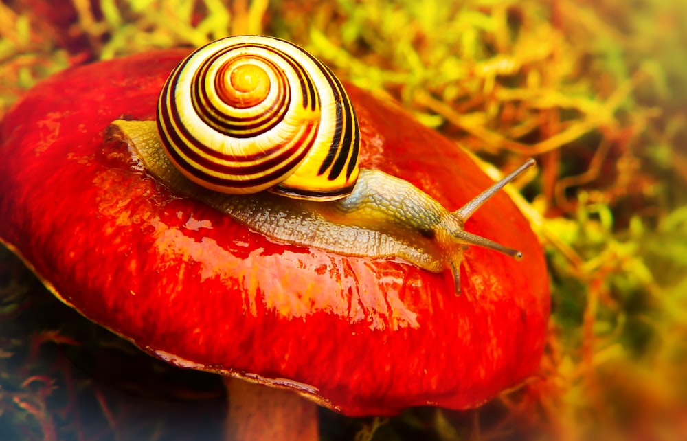 brown snail on red mushroom during daytime