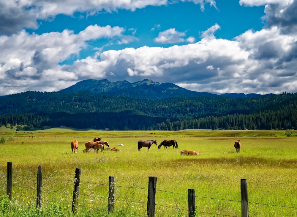 campo di erba verde e cavalli durante il giorno