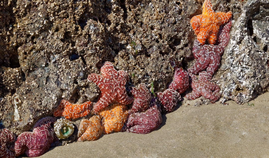 red and orange starfishes on sand during daytime