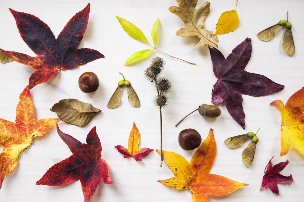 assorted fall leaves on wall