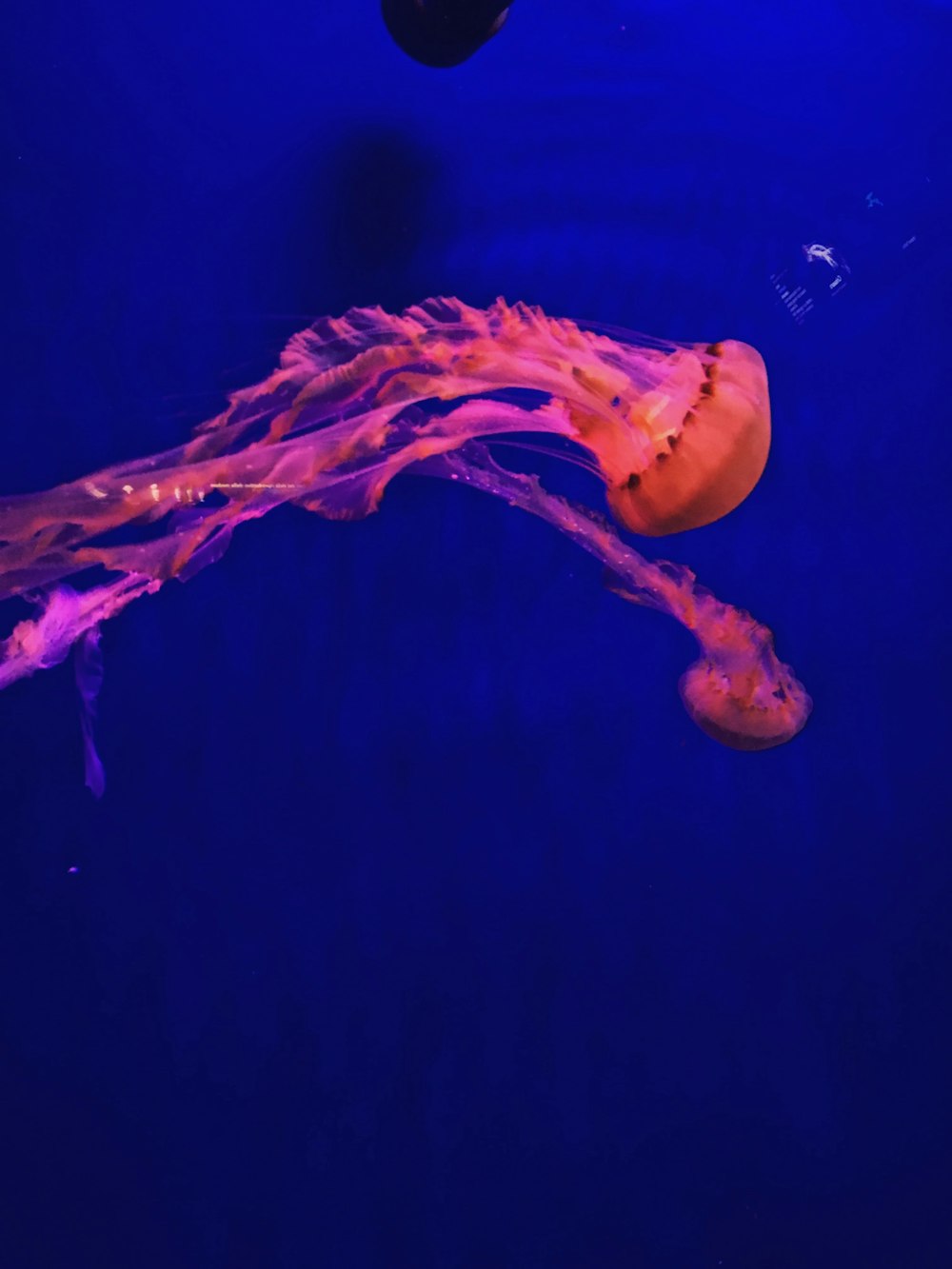 focus photo of red jellyfish