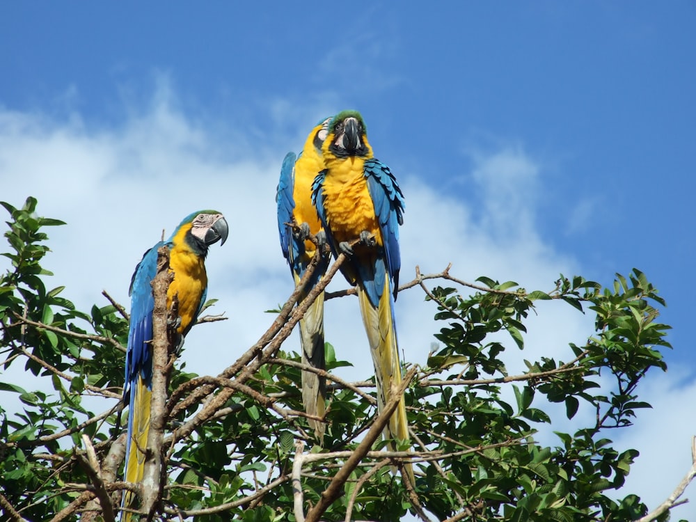 three yellow-and-blue macaw birds perched on brown branch