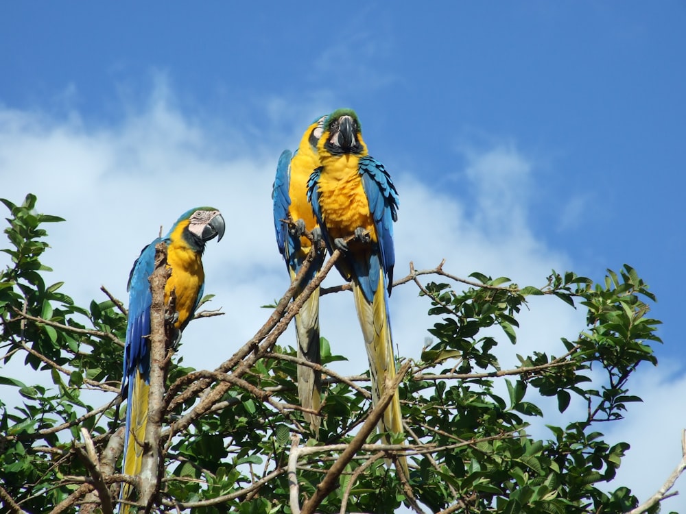 Tres guacamayos amarillos y azules posados en una rama marrón