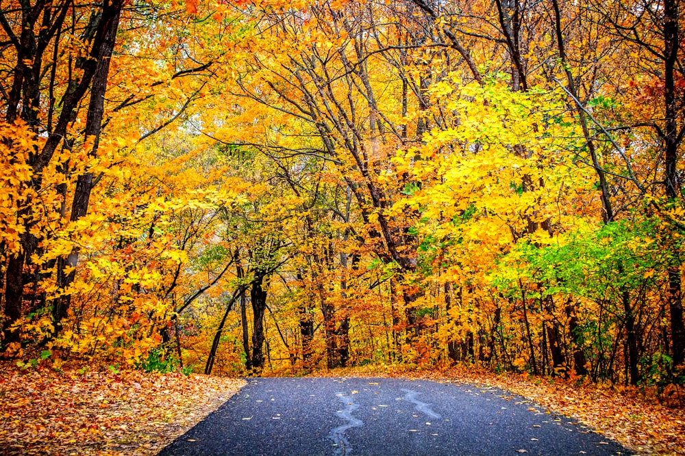 green trees beside road