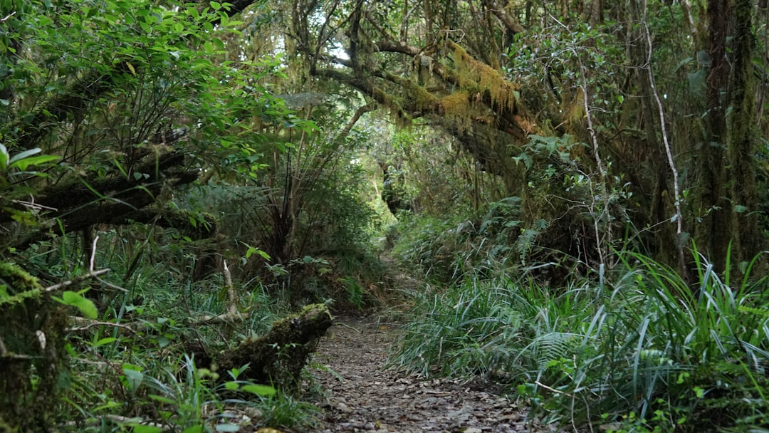 Temperate broadleaf and mixed forest photo spot Blue Mountains Old Harbour