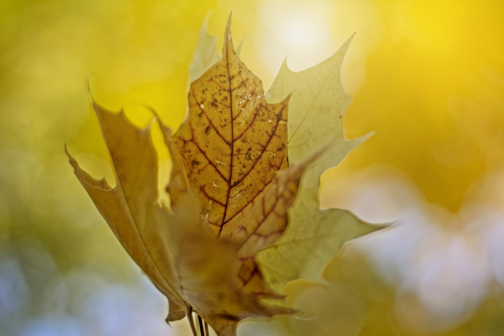 yellow leaf