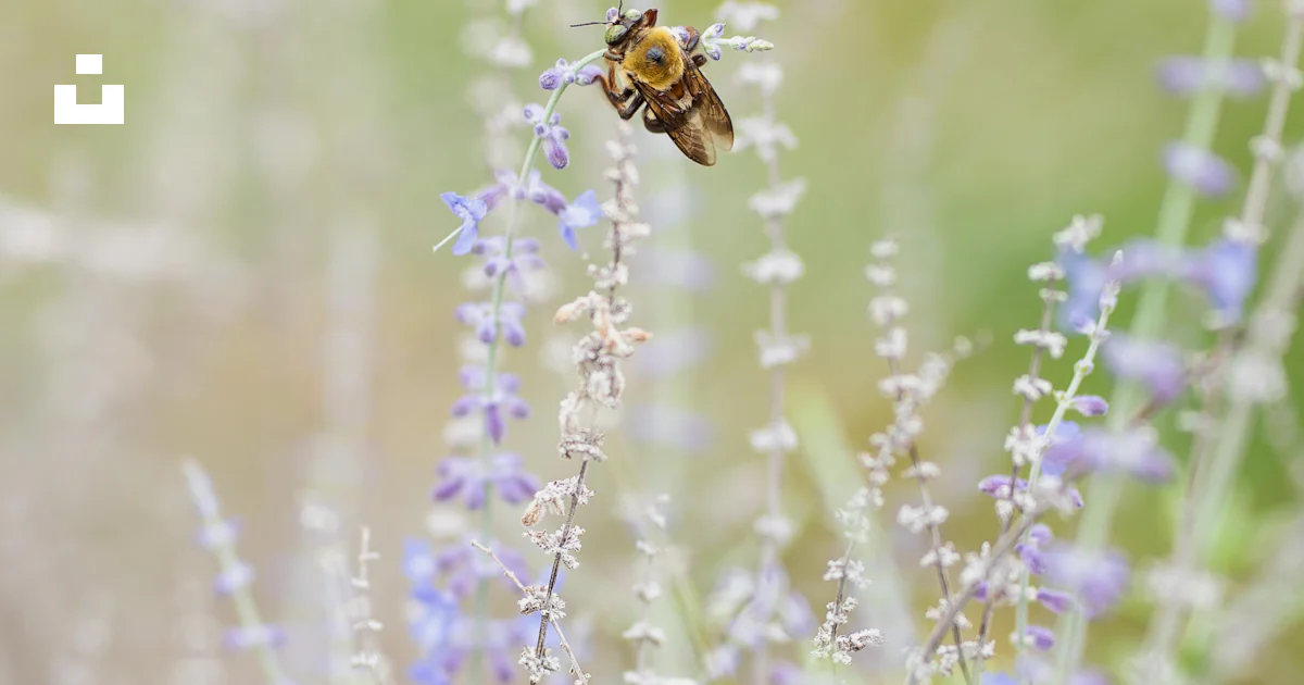 Brown winged insect on plant during daytime photo – Free Animal Image ...