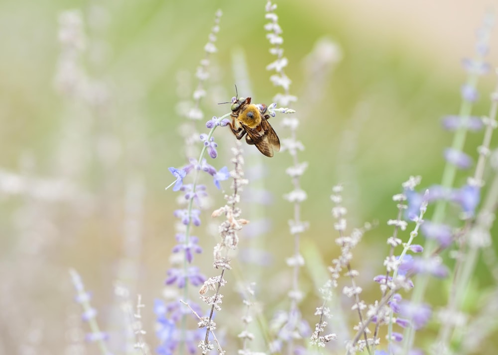 brown winged insect on plant during daytime