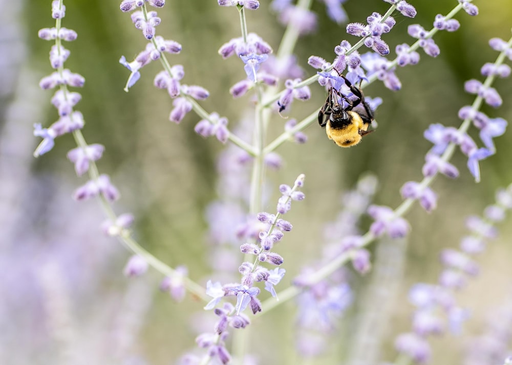 bee on flower