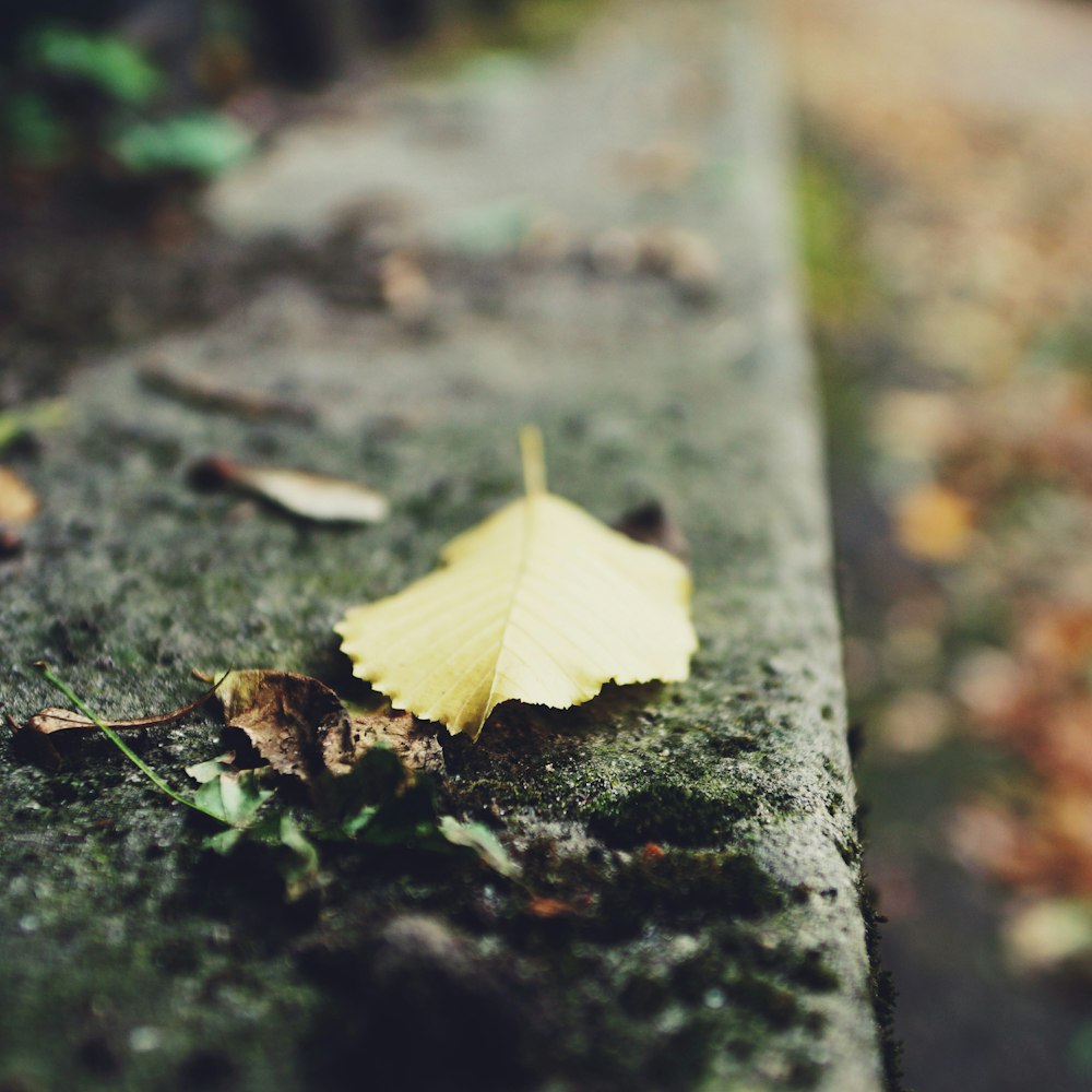 focus photography of withered leaf on concrete ground