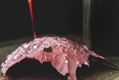 A red maple leaf with water droplets scattered across its surface lies on a dark, textured background. The focus is on the droplets, which glisten in the light, highlighting the intricate veins of the leaf.
