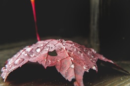 A red maple leaf with water droplets scattered across its surface lies on a dark, textured background. The focus is on the droplets, which glisten in the light, highlighting the intricate veins of the leaf.