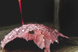 A red maple leaf with water droplets scattered across its surface lies on a dark, textured background. The focus is on the droplets, which glisten in the light, highlighting the intricate veins of the leaf.