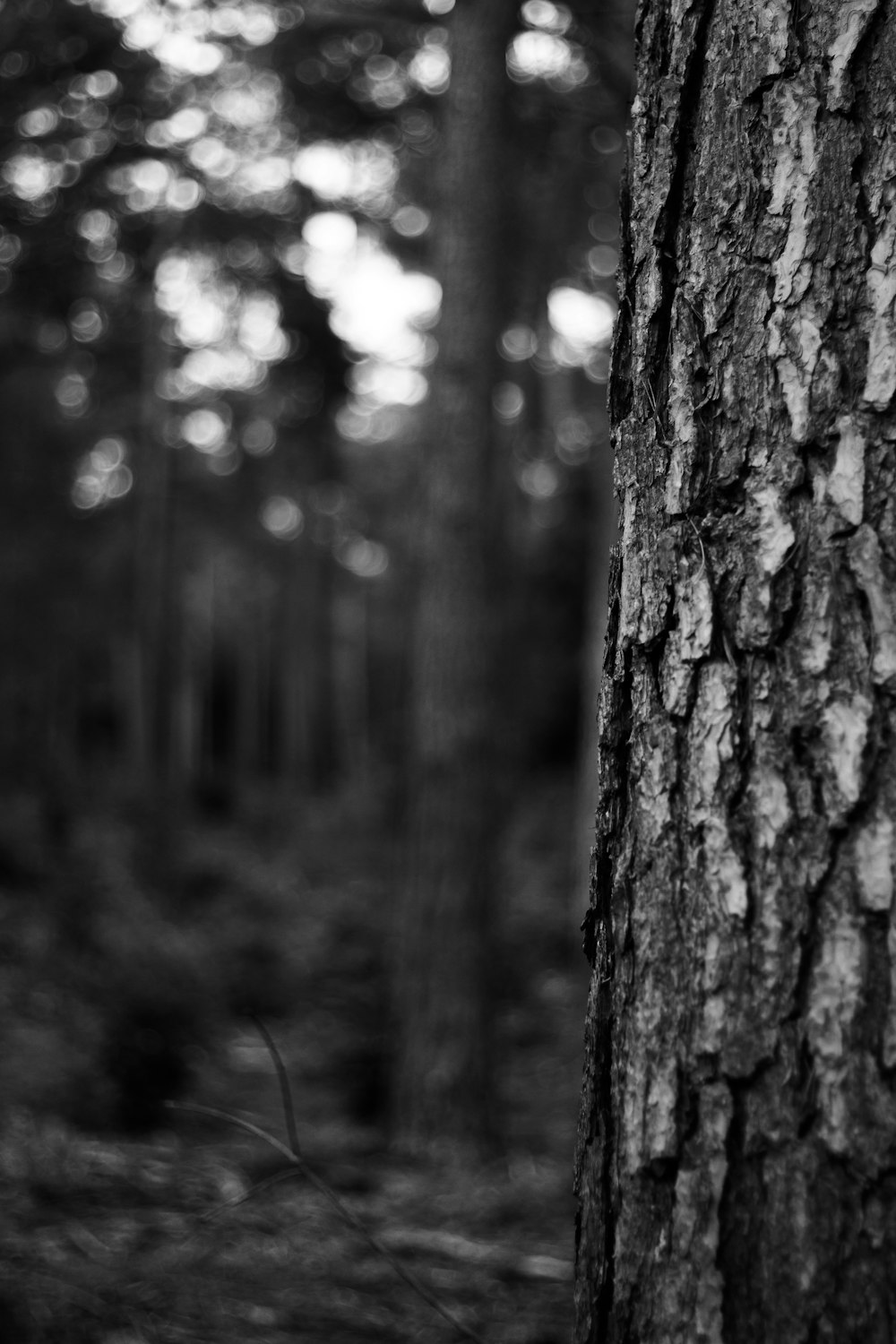 brown tree trunk