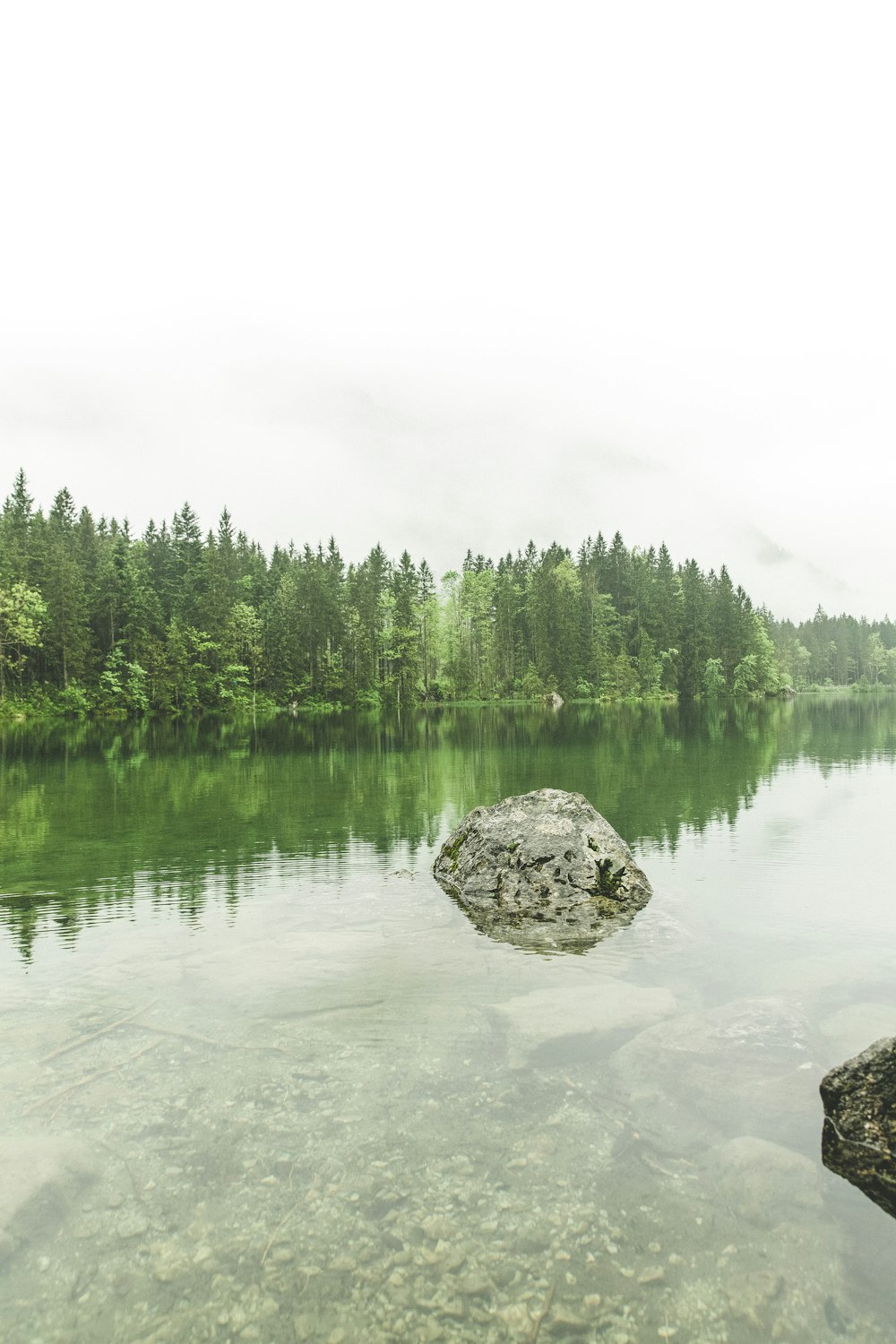 specchio d'acqua vicino ad alberi dalle foglie verdi